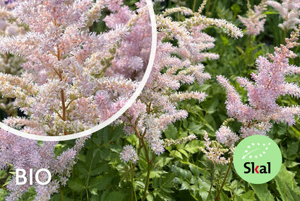 Bio-Pflanzenstrauch - Astilbe Pfirsichblüte