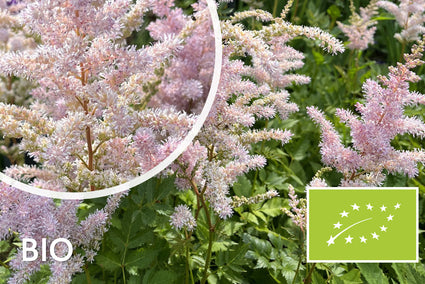 Bio-Pflanzenstrauch - Astilbe Pfirsichblüte