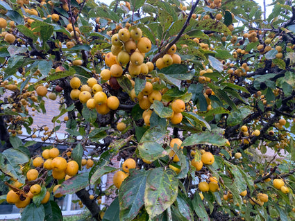 Zierapfelbaum (gelb) - Malus 'Golden Hornet' am Stamm