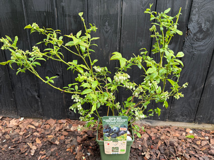 Bio-Blaubeerstrauch - Vaccinium corymbosum 'Blue Dessert' Bio