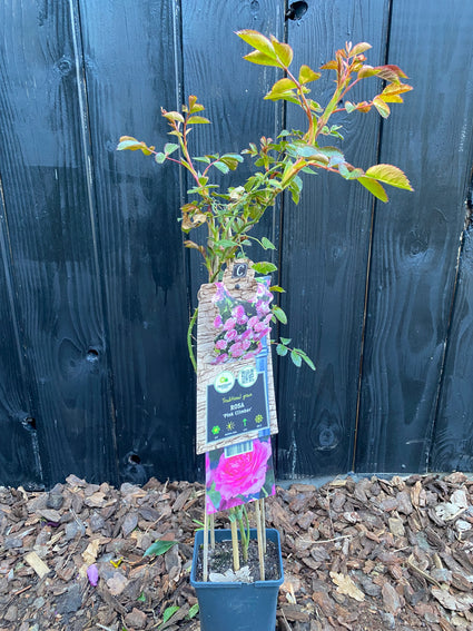 Rosa Kletterrose - Rosa (K) 'Pink Climber'