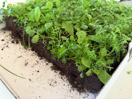 Heimische Blumenmatte – immergrün und pflegeleicht – pro m²