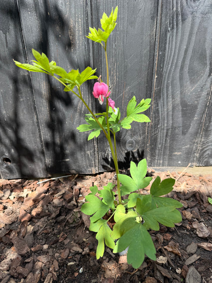Gebrochenes Herz - Dicentra spectabilis