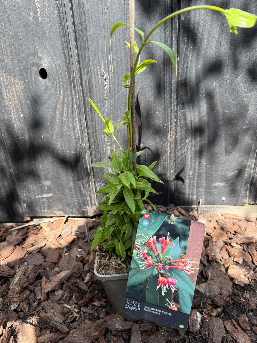 Bio-Geißblatt - Lonicera Henryi BIO Bio-Geißblatt - Lonicera Henryi BIO