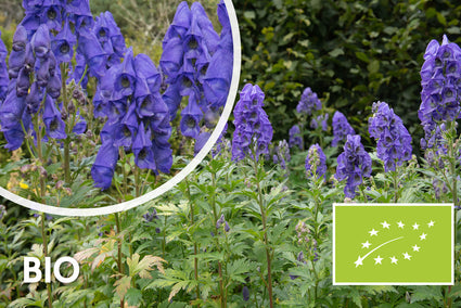 Bio-Azur-Eisenhut - Aconitum carmichaelii 'Arendsii'