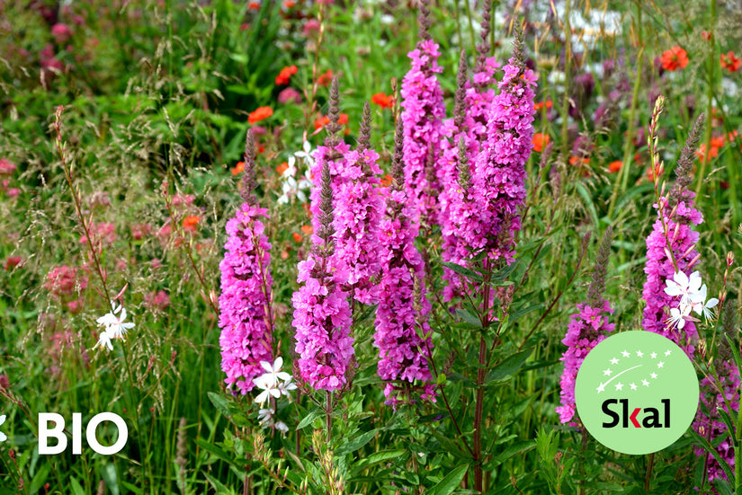 Bio Blutweiderich - Lythrum salicaria 'Robert' Bio Blutweiderich - Lythrum salicaria 'Robert'