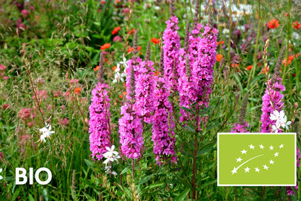 Bio Blutweiderich - Lythrum salicaria 'Robert'