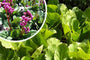 Cobbler-Pflanze (Rosa) - Bergenia cordifolia 'Purpurea' Cobbler-Pflanze (Rosa) - Bergenia cordifolia 'Purpurea'