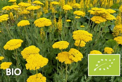 Bio-Schafgarbe - Achillea 'Coronation Gold'