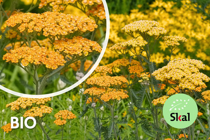 Bio-Schafgarbe (Gelb/Orange) - Achillea 'Terracotta'