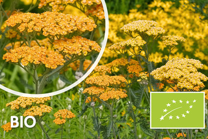 Bio-Schafgarbe (Gelb/Orange) - Achillea 'Terracotta'