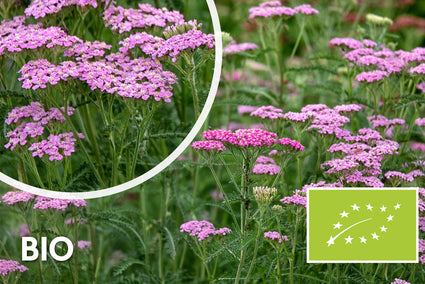 Bio-Schafgarbe - Achillea millefolium 'Cerise Queen'