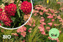Bio Schafgarbe - Achillea millefolium 'Paprika' Bio Schafgarbe - Achillea millefolium 'Paprika'