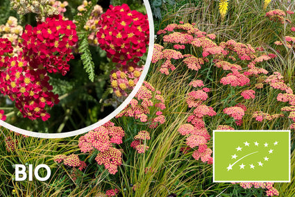 Bio Schafgarbe - Achillea millefolium 'Paprika'
