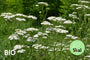 Bio-Schafgarbe - Achillea millefolium Bio-Schafgarbe - Achillea millefolium