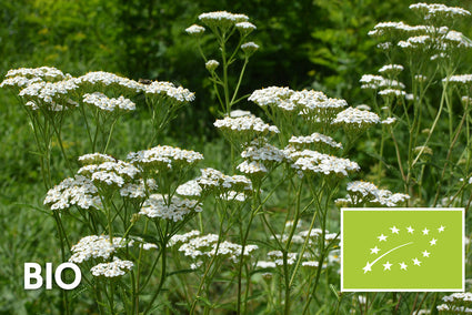 Biologisches Gemeines Schafgarben (Weiß) - Achillea millefolium Schneetaler