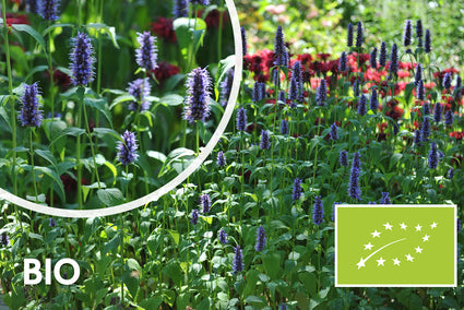 Bio-Süßholzpflanze - Agastache 'Black Adder'