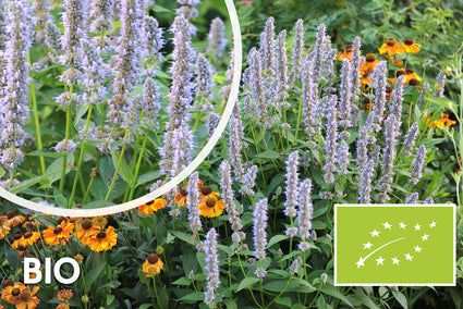 Bio-Süßholzpflanze - Agastache 'Blue Fortune'