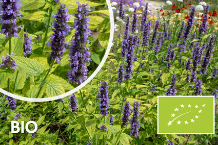 Anis-Duftnessel - Agastache foeniculum