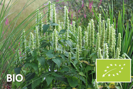 Bio-Süßholzpflanze / Koreanische Minze (Weiß) - Agastache rugosa 'Alabaster'