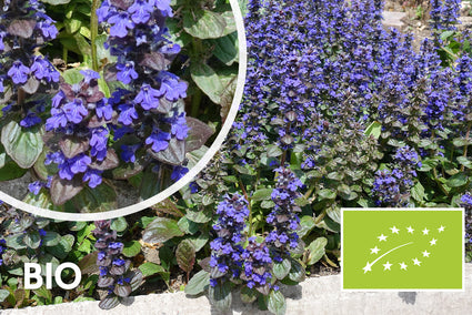Bio-Creeping Zenegreen – Ajuga reptans (auch pro/m2)