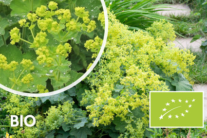Bio-Frauenmantel (Alchemilla mollis)