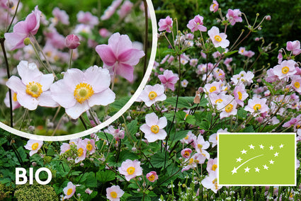 Bio-Herbstanemone - Anemone hupehensis 'September Charm'