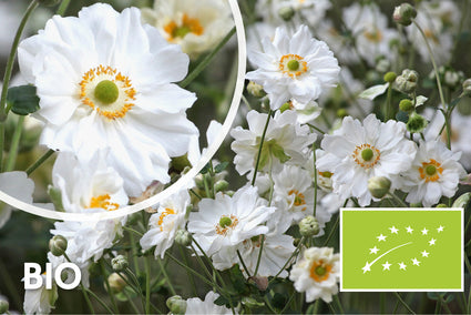 Bio-Herbst-Anemone - Anemone x hybrida 'Whirlwind'