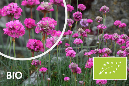 Bio-Englisches Gras - Armeria maritima 'Splendens' (auch pro/m2)