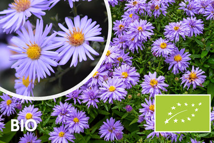Bio-Herbststern - Aster 'Professor Anton Kippenberg'