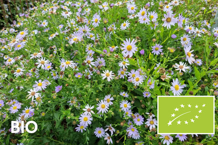 Bio-Aster - Aster amellus 'Rudolf Goethe'