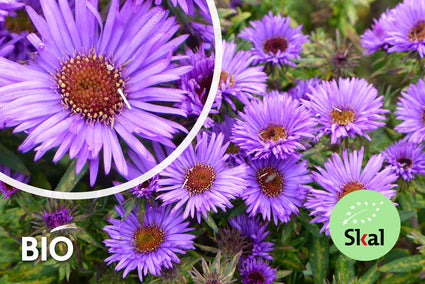 Bio-Herbstaster - Aster novae-angliae 'Purple Dome'
