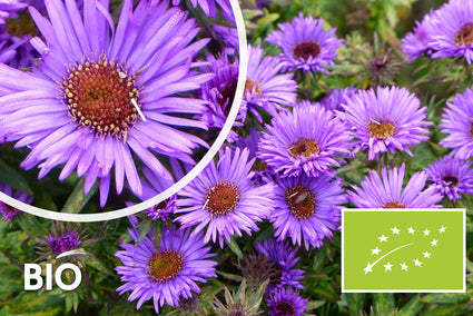 Bio-Herbstaster - Aster novae-angliae 'Purple Dome'