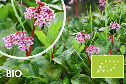Bio-Cobbler-Pflanze - Bergenia cordifolia