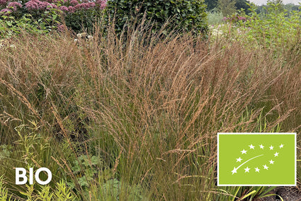 Bio-Reitgras - Calamagrostis x acutiflora 'Karl Foerster'