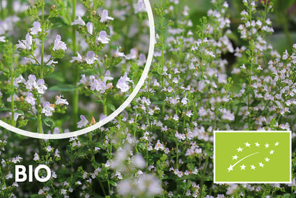Bio-Bergfelsthymian – Calamintha nepeta nepeta