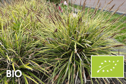 Bio-Segge - Carex morrowii 'Ice Dance'