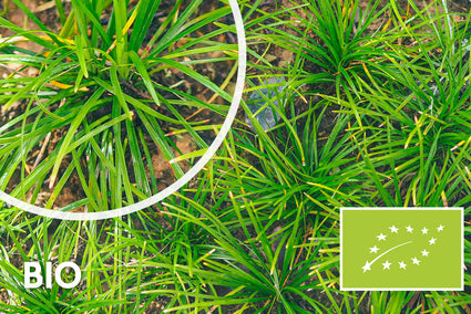 Bio-Japanische Segge - Carex morrowii 'Irish Green'