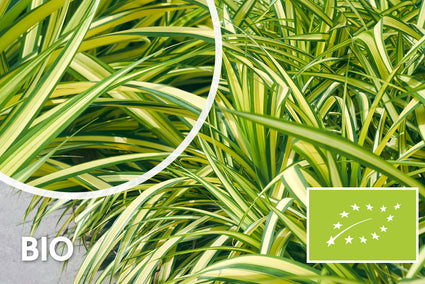 Bio-Segge - Carex oshimensis 'Evergold'