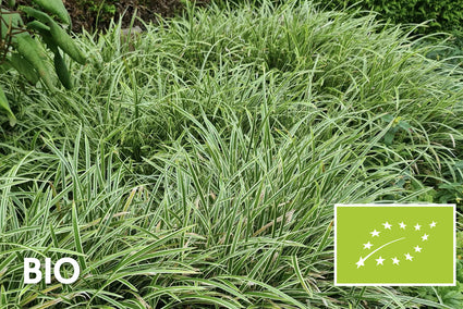 Bio-Segge - Carex morrowii 'Variegata'
