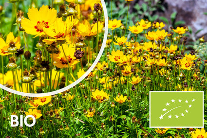 Bio-Mädchenaugen - Coreopsis lanceolata 'Sterntaler'