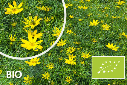 Bio-Mädchenaugen - Coreopsis verticillata 'Grandiflora'