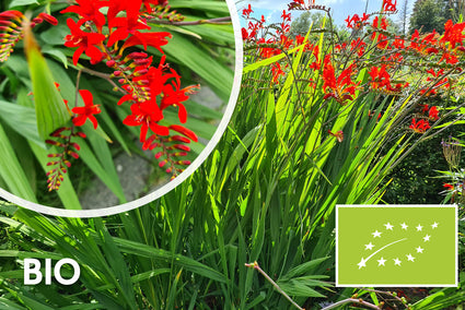 Bio-Montbretie - Crocosmia 'Lucifer'