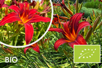 Taglilie (rot) – Hemerocallis „Sammy Russell“ TIPP