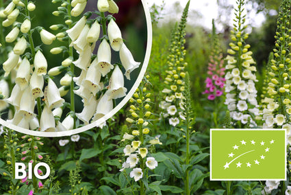 Bio-Fingerhut - Digitalis purpurea 'Alba'