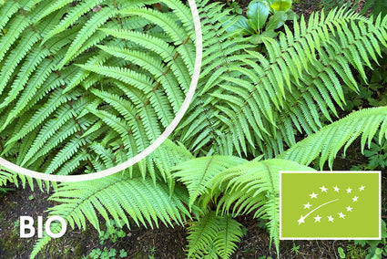 Bio-Schuppiger Wurmfarn (Wintergrün) - Dryopteris affinis