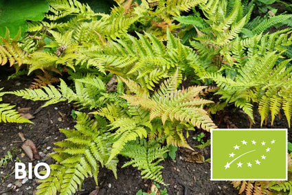 Bio-Herbstfarn (immergrün) - Dryopteris erythrosora