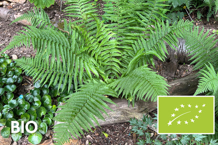 Bio-Männchenfarn - Dryopteris filix-mas