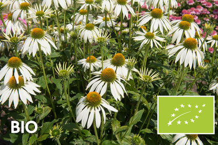 Bio-Weißer Sonnenhut - Echinacea purpurea 'Alba'