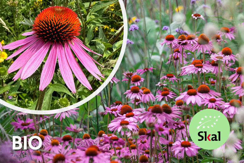 Bio-Sonnenhut - Echinacea purpurea 'Magnus' TIPP Bio-Sonnenhut - Echinacea purpurea 'Magnus' TIPP